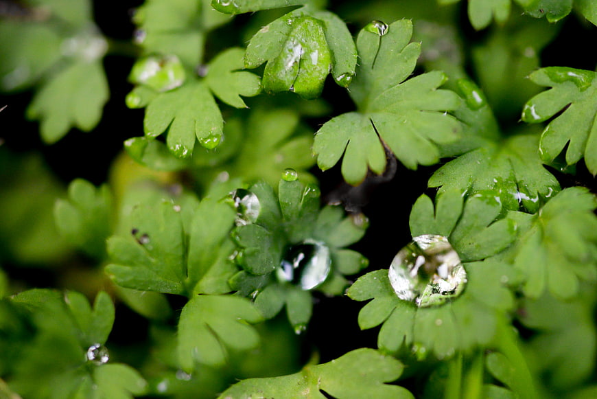 Macro shot of green leaves with fresh water droplets