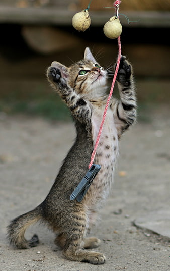 Kitten Playing With Hanging Ball Toy