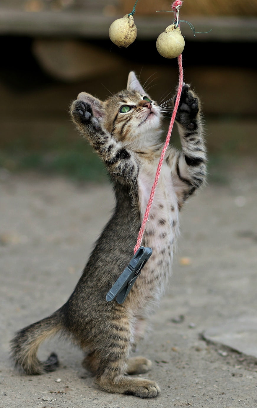 Kitten Playing With Hanging Ball Toy
