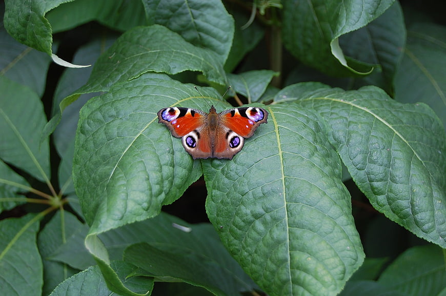Peacock butterfly resting on green leaf