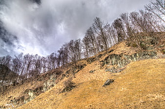 Dramatic barren hillside with leafless trees and cloudy sky