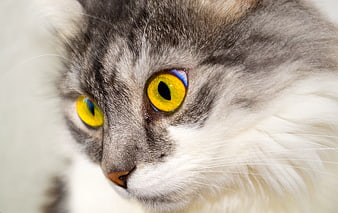 Close-up portrait of a fluffy gray and white cat with bright yellow eyes