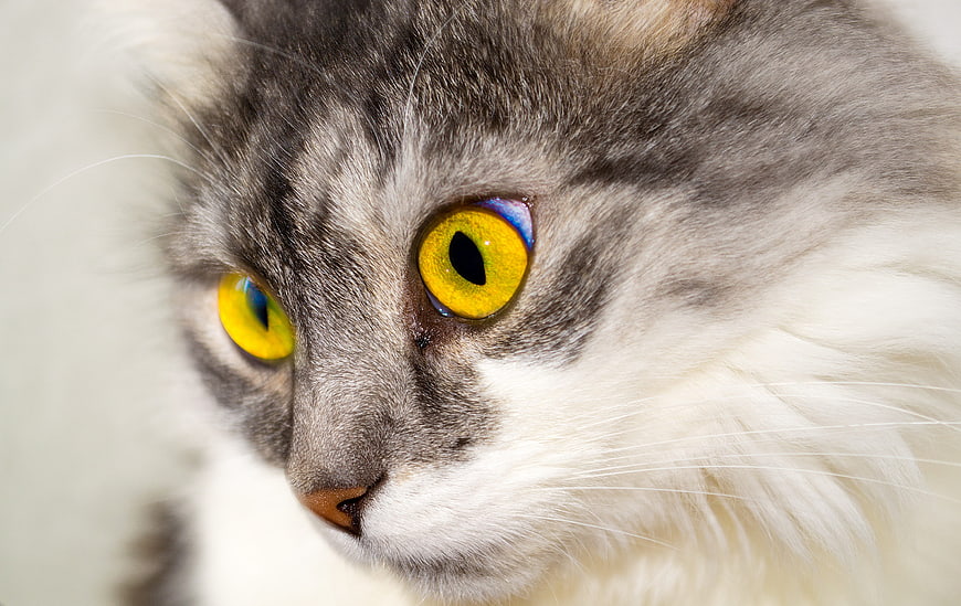 Close-up portrait of a fluffy gray and white cat with bright yellow eyes