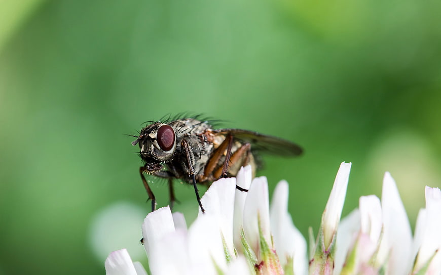 Macro Photography of a Fly on a White Clover Flower