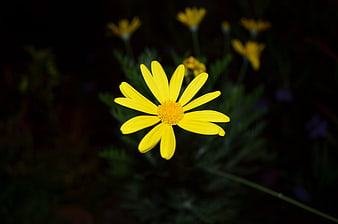 Close-up of a bright yellow flower against a dark background