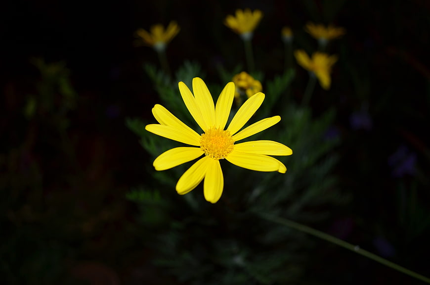 Close-up of a bright yellow flower against a dark background