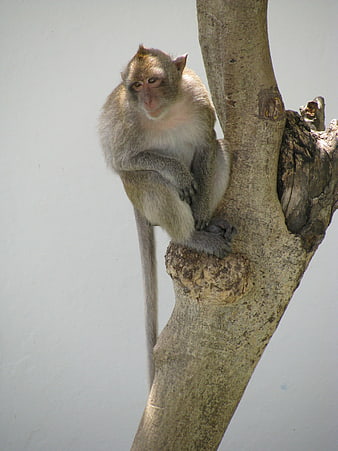 Long-tailed macaque monkey sitting on a tree branch
