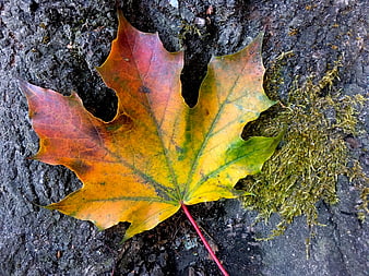 Colorful autumn maple leaf on textured bark background