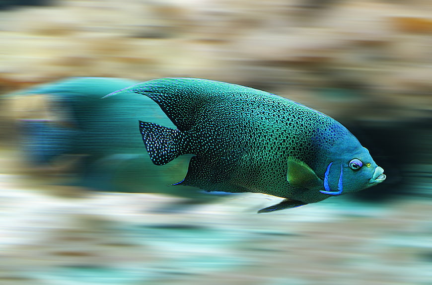 Blue Angelfish Swimming Fast with Motion Blur Background