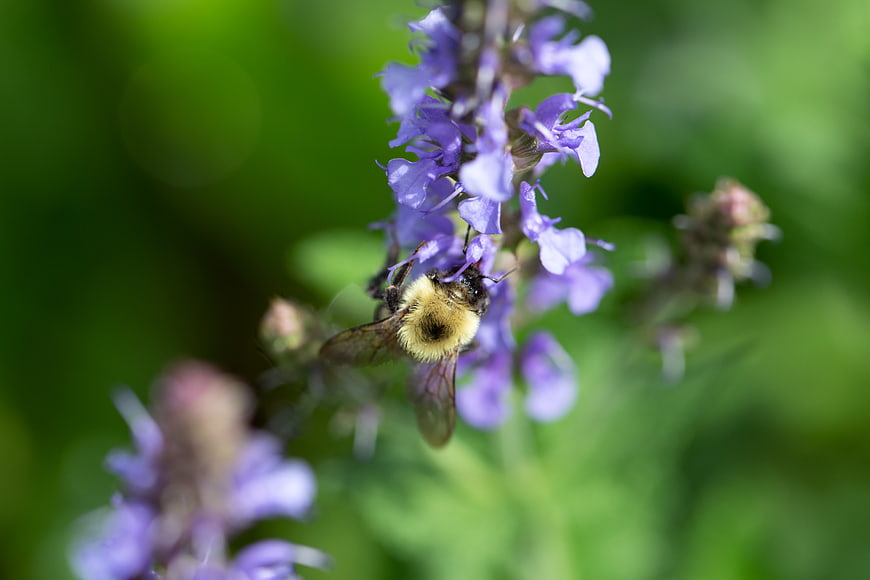 Bumblebee Pollinating Purple Wildflower Macro