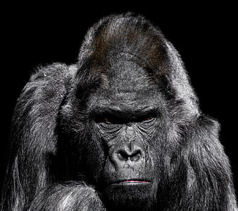 Dramatic Close-Up Portrait of a Silverback Gorilla on Black Background