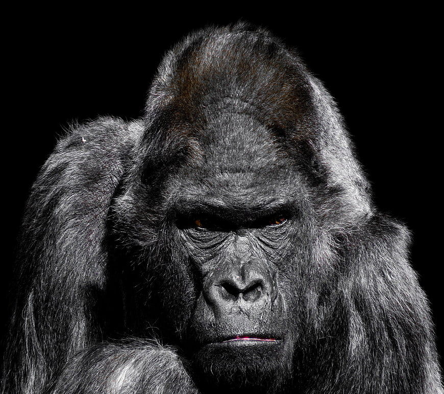Dramatic Close-Up Portrait of a Silverback Gorilla on Black Background