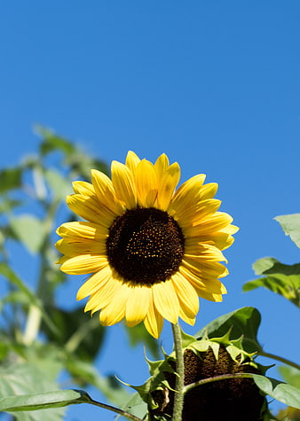 Vibrant Sunflower Blooming Against Clear Blue Sky