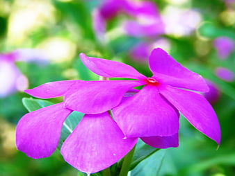 Vibrant Purple Periwinkle Flower Close-Up