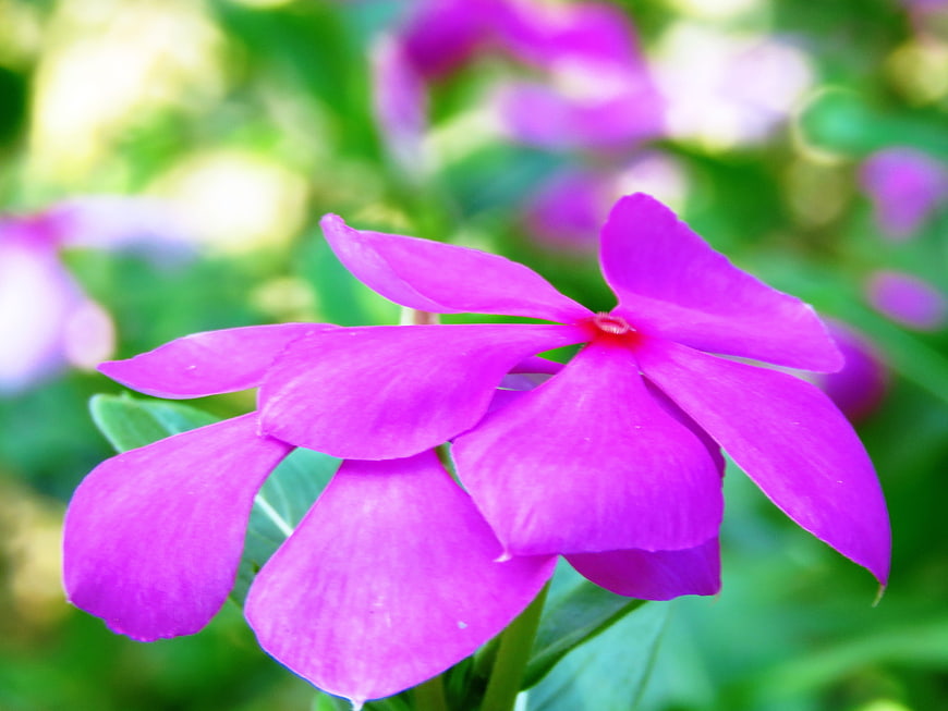 Vibrant Purple Periwinkle Flower Close-Up