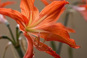 Close-up of vibrant orange amaryllis flower with detailed petals