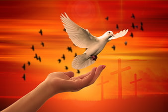 White Dove Flying From Hand With Crosses At Sunset
