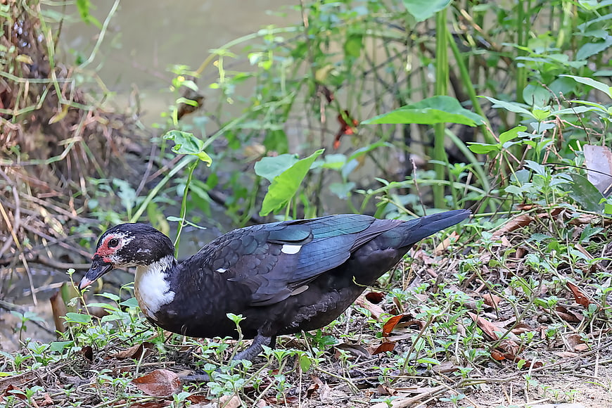 Muscovy Duck Walking in Natural Wetland Habitat