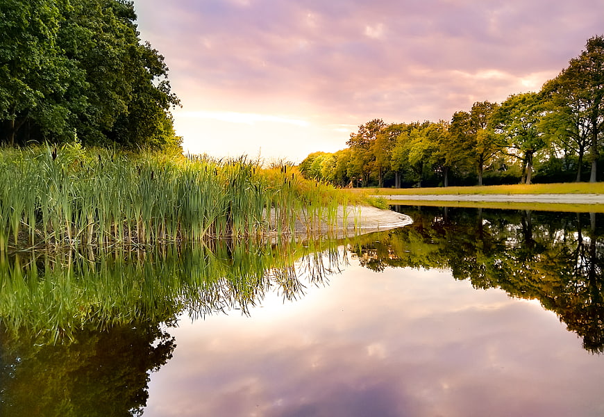 Serene Lake Reflection at Sunset with Reeds and Trees