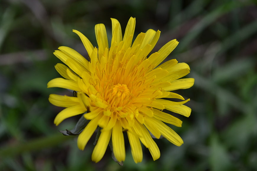 Close-up of a vibrant yellow dandelion flower in bloom