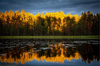 Golden sunset reflection on calm lake with pine forest