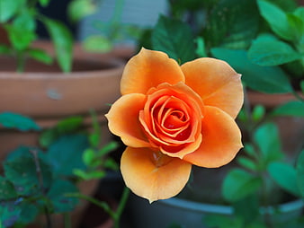 Close-up of a vibrant orange rose in a garden