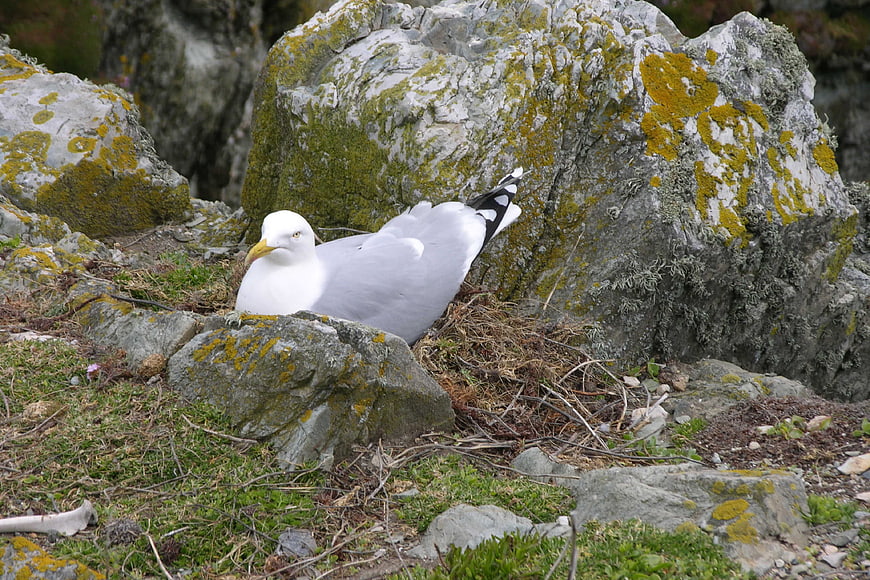 Seagull resting in nest on rocky coastal cliff