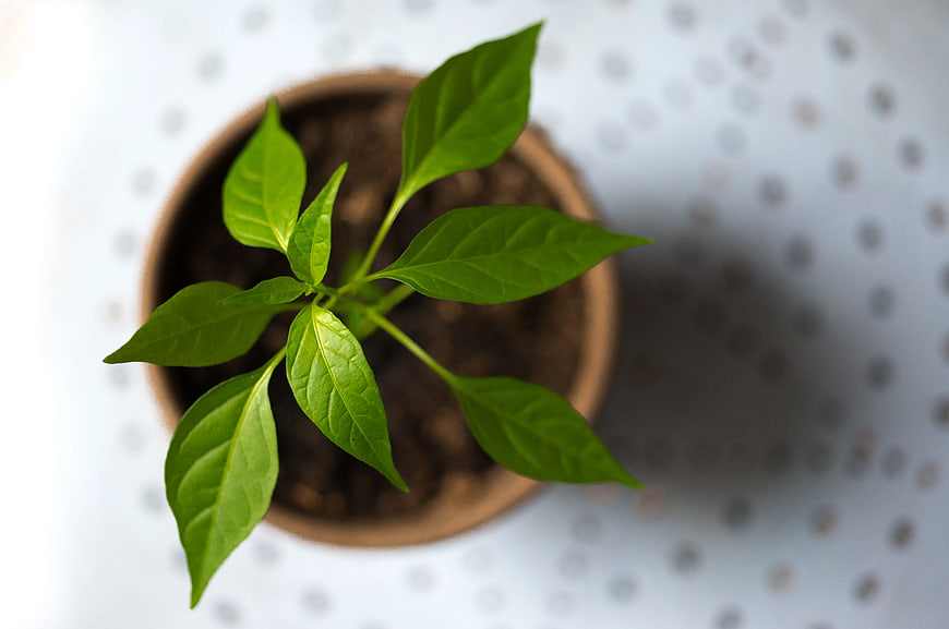 Top View of Green Seedling in Brown Pot on Perforated Surface