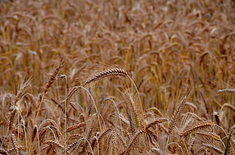 Close-up of golden wheat field ready for harvest
