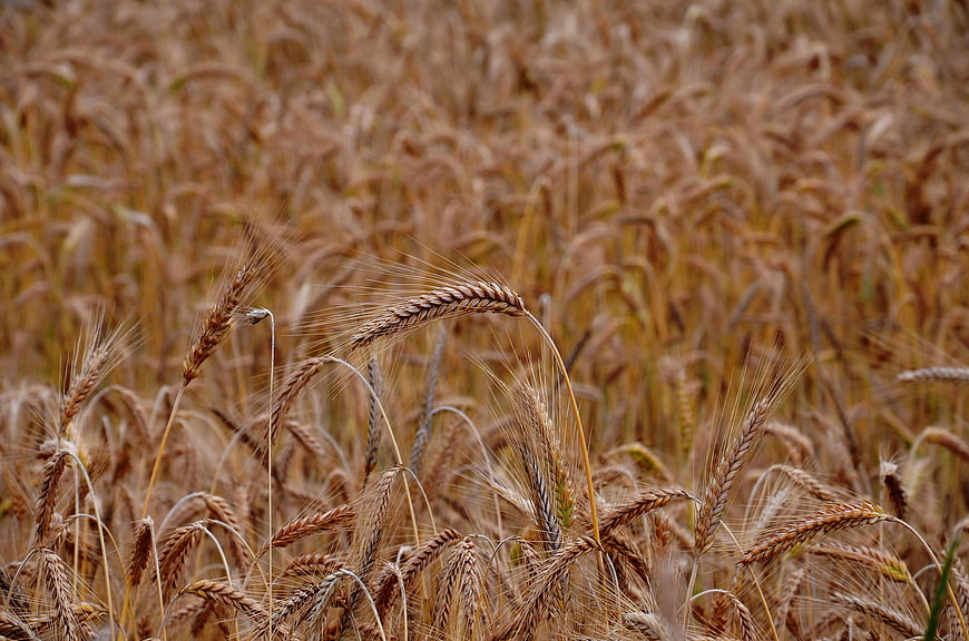 Close-up of golden wheat field ready for harvest