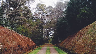 Pathway Through Forest with Mossy Banks