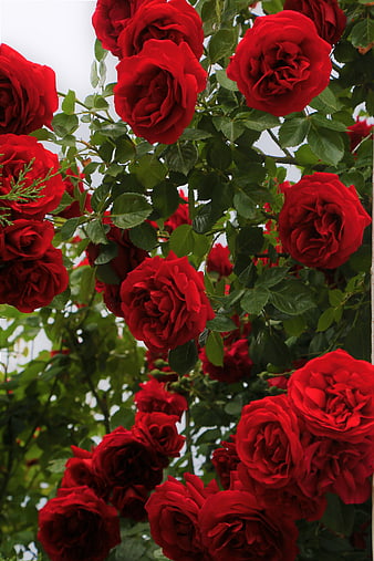 Vibrant Red Roses in Full Bloom on a Bush
