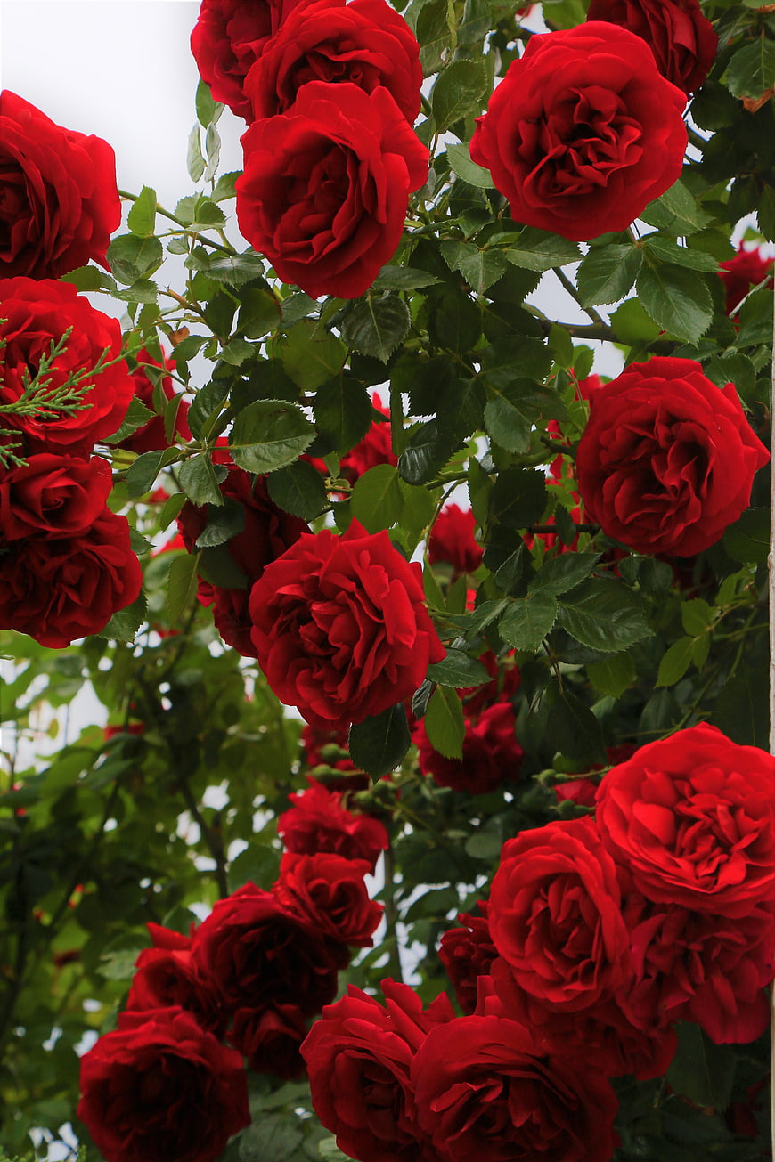 Vibrant Red Roses in Full Bloom on a Bush