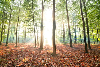 Sunlight streaming through green forest trees with autumn leaves