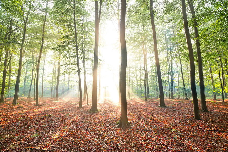 Sunlight streaming through green forest trees with autumn leaves