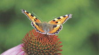Small Tortoiseshell Butterfly on Purple Coneflower