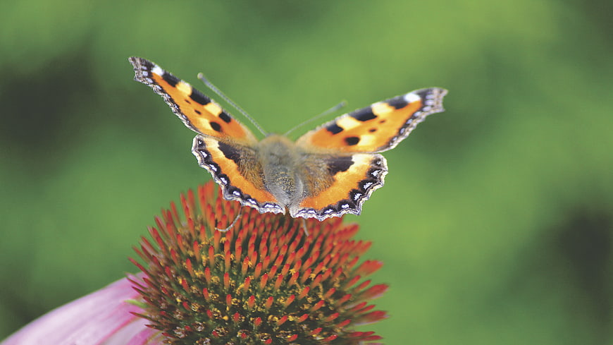 Small Tortoiseshell Butterfly on Purple Coneflower