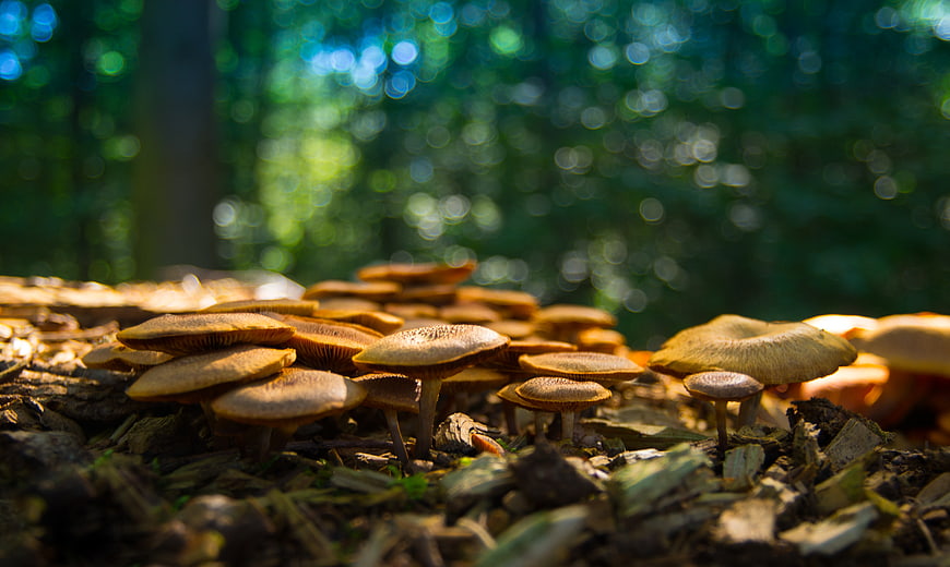 Cluster of Brown Mushrooms Growing on Forest Floor