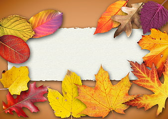 Autumn Leaves Frame With White Paper Center On Brown Background