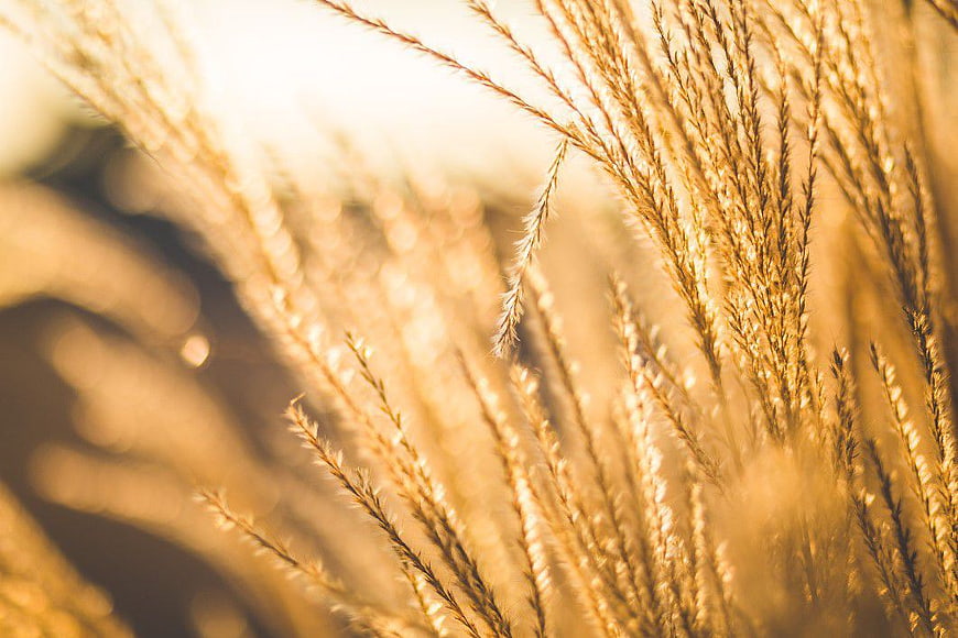 Golden Backlit Grass Stalks in Sunset Light