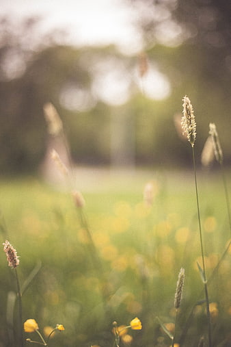 Soft focus wildflowers and grass in a sunny meadow