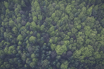 Aerial View of Dense Green Forest Canopy