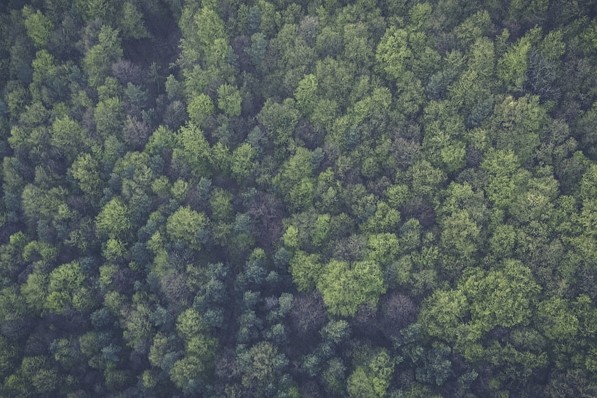 Aerial View of Dense Green Forest Canopy