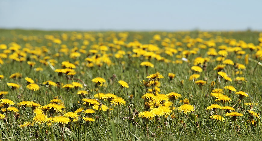 Vibrant Yellow Dandelions Blooming in Green Meadow