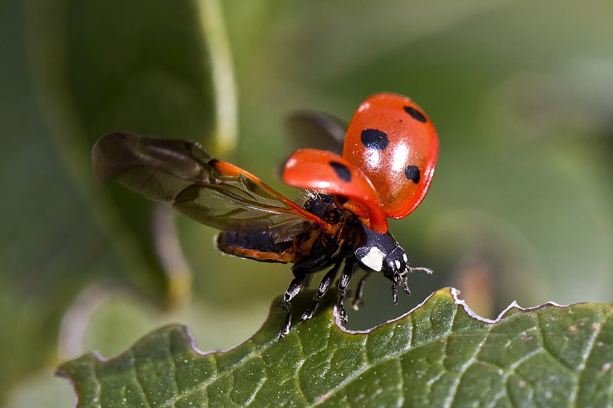 Macro photography of a ladybug taking flight on a green leaf