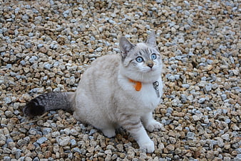Cute Kitten With Blue Eyes Sitting On Gravel
