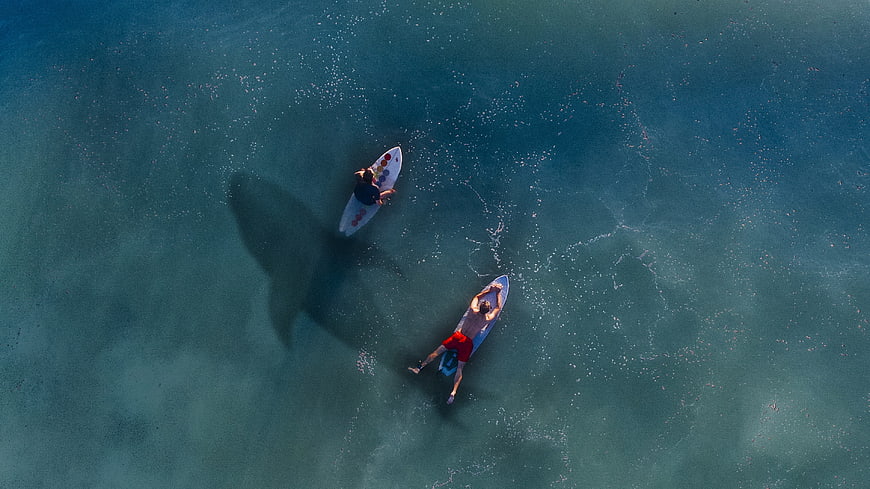 Aerial view of surfers paddling near a large shark shadow
