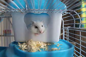 White hamster peeking out of a heart-shaped cutout in a blue cage