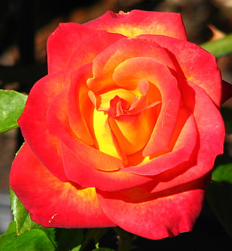 Vibrant Orange and Yellow Rose Close-Up