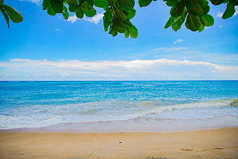 Tropical Beach with Turquoise Ocean and Green Leaves